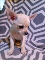 processed/49fdfa0e-3df3-489b-a1e5-9af387102e06/listing/fbabca8f-9956-42e2-944f-c31be10f033f/4d61f132-2244-4c5e-9d77-f702a94fefbd