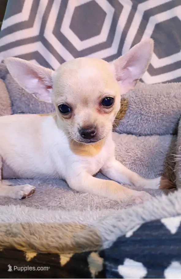 processed/49fdfa0e-3df3-489b-a1e5-9af387102e06/listing/fbabca8f-9956-42e2-944f-c31be10f033f/9f7c9989-0a46-4803-887f-a97841639485