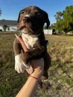 Gemini, a female American Bully for sale in Cape Coral, FL – Photo 4 of 5