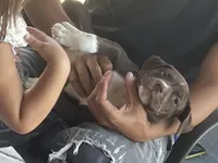 Gemini, a female American Bully for sale in Cape Coral, FL – Photo 2 of 5