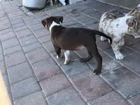 Gemini, a female American Bully for sale in Cape Coral, FL – Photo 5 of 5