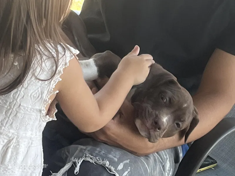 Gemini – American Bully puppy for sale in Cape Coral, FL