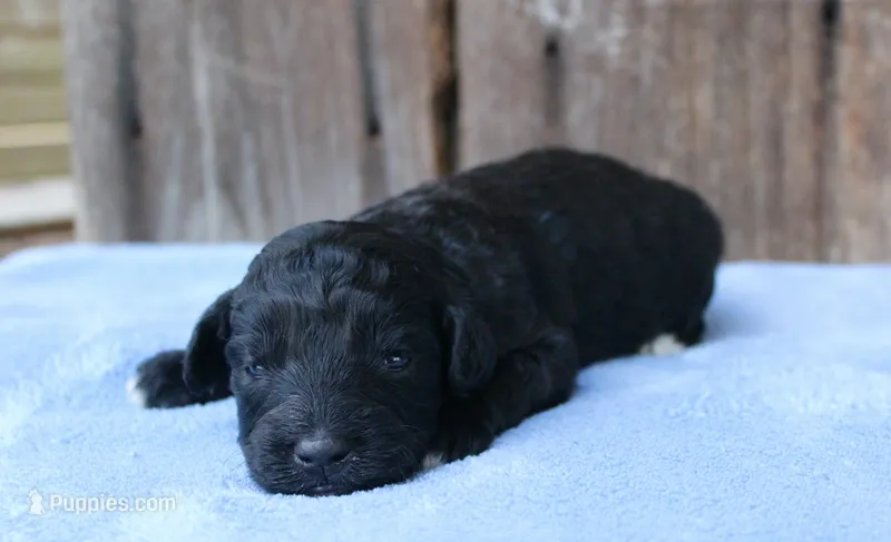 Jacob – Miniature Aussiedoodle puppy for sale in Weir, MS