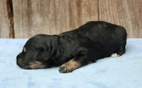 Clint (Toy), a male Miniature Aussiedoodle for sale in Weir, MS – 3 of 3