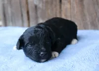 Jason, a male Miniature Aussiedoodle for sale in Weir, MS – 3 of 4