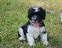 Andi (toy), a male Miniature Aussiedoodle for sale in Weir, MS – 2 of 2