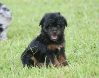 Colt (Toy), a male Miniature Aussiedoodle for sale in Weir, MS – 2 of 3