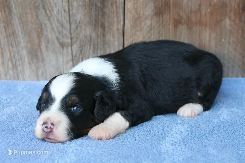 Kyle – Miniature Aussiedoodle puppy for sale in Weir, MS