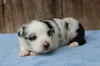 Ace, a male Miniature Australian Shepherd for sale in Weir, MS – 2 of 3