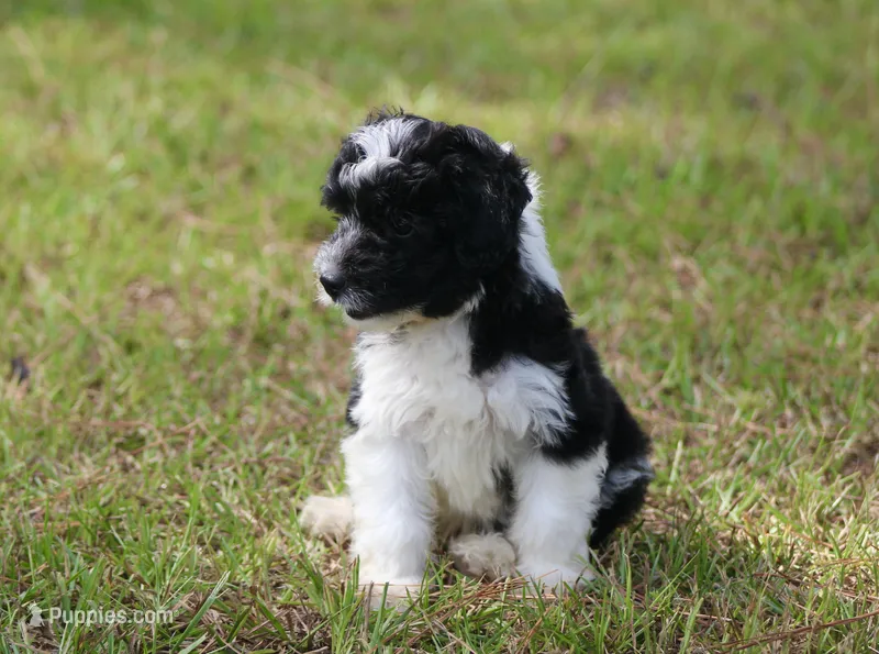 Andi (toy) – Miniature Aussiedoodle puppy for sale in Weir, MS