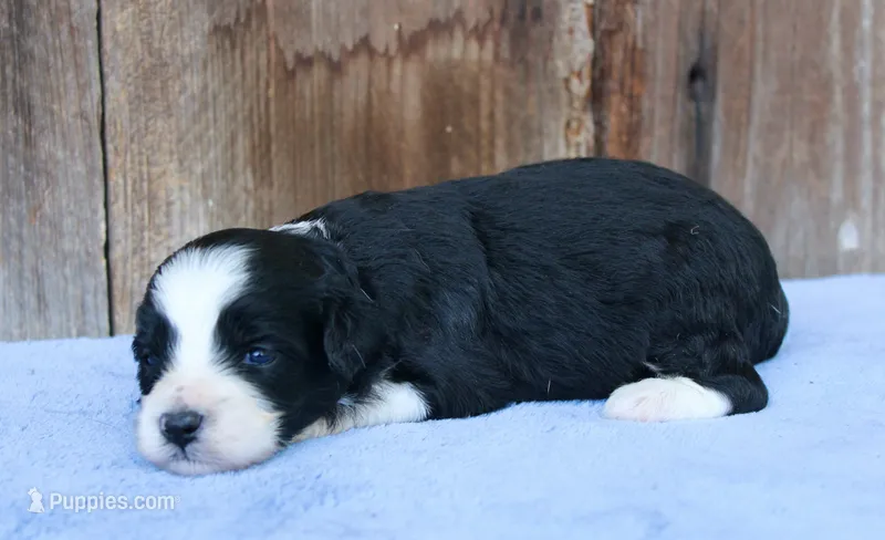 Cora (toy) – Miniature Aussiedoodle puppy for sale in Weir, MS