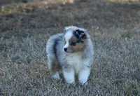 Sid (reduced), a male Toy Australian Shepherd for sale in Weir, MS – Photo 3 of 4