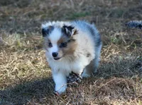 Sid (reduced), a male Toy Australian Shepherd for sale in Weir, MS – Photo 4 of 4