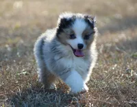 Sid (reduced), a male Toy Australian Shepherd for sale in Weir, MS – Photo 2 of 4