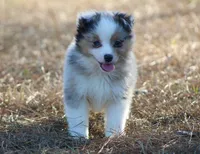 Sid (reduced), a male Toy Australian Shepherd for sale in Weir, MS – Photo 1 of 4