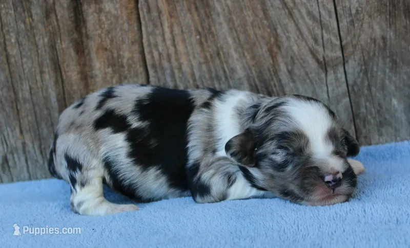 Julia – Miniature Aussiedoodle puppy for sale in Weir, MS