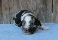 Julia, a female Miniature Aussiedoodle for sale in Weir, MS – Photo 2 of 2