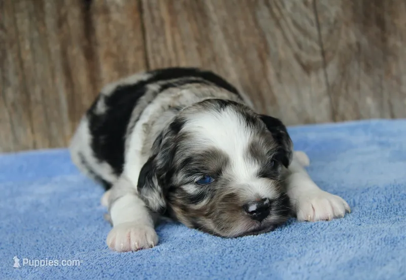 Julia – Miniature Aussiedoodle puppy for sale in Weir, MS