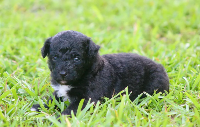 Alexa (Toy), a female Toy Australian Shepherd for sale in Weir, MS – 1 of 2