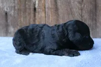 Jake, a male Miniature Aussiedoodle for sale in Weir, MS – 3 of 4