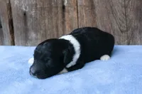 Jenson, a male Miniature Aussiedoodle for sale in Weir, MS – 4 of 5