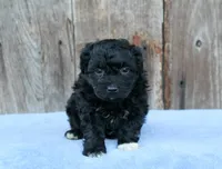 Elijah (toy), a male Miniature Aussiedoodle for sale in Weir, MS – Photo 3 of 3