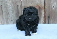 Elijah (toy), a male Miniature Aussiedoodle for sale in Weir, MS – Photo 1 of 3