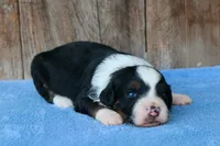 Kyle, a male Miniature Aussiedoodle for sale in Weir, MS – 2 of 3