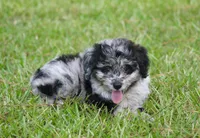 Chrissy (Toy), a female Miniature Aussiedoodle for sale in Weir, MS – 2 of 3