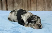 Chrissy (Toy), a female Miniature Aussiedoodle for sale in Weir, MS – 1 of 3