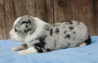 Adam, a male Miniature Australian Shepherd for sale in Weir, MS – 3 of 3