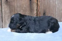 Janise, a female Miniature Aussiedoodle for sale in Weir, MS – 5 of 5