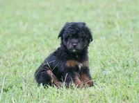 Colt (Toy), a male Miniature Aussiedoodle for sale in Weir, MS – 3 of 3