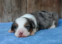 Kami, a female Miniature Aussiedoodle for sale in Weir, MS – 2 of 2