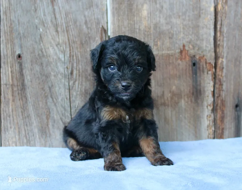 Kendall (toy) – Miniature Aussiedoodle puppy for sale in Weir, MS