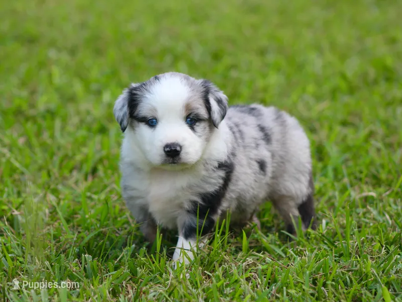 Adam – Miniature Australian Shepherd puppy for sale in Weir, MS