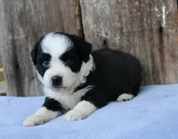 Kelton (toy), a male Miniature Aussiedoodle for sale in Weir, MS – 3 of 3