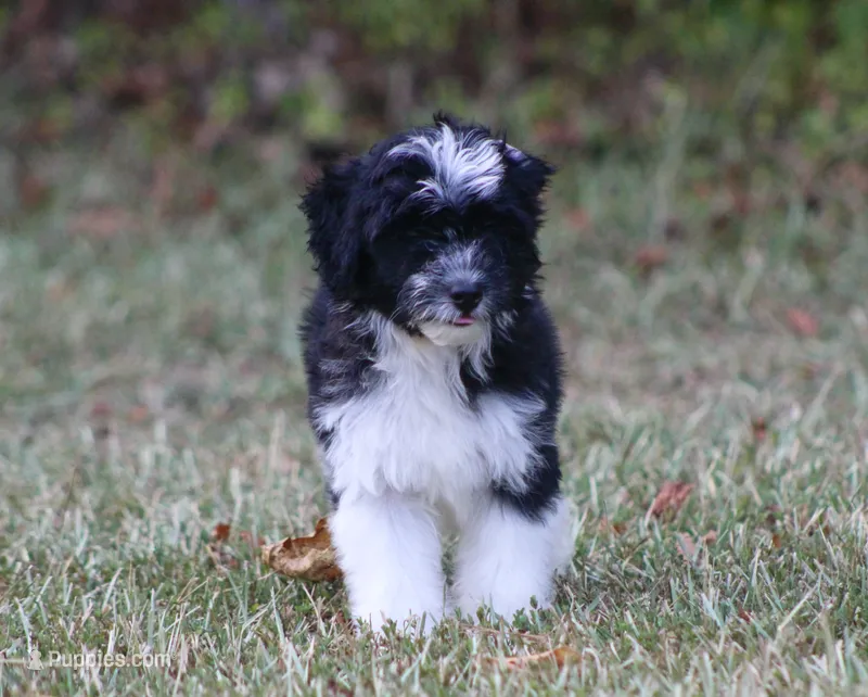 Andi (toy) – Miniature Aussiedoodle puppy for sale in Weir, MS