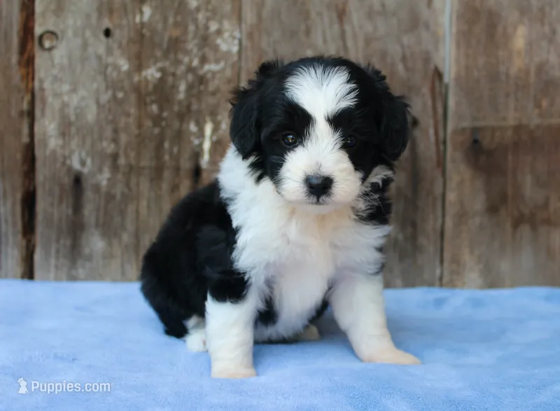 Cora (toy) – Miniature Aussiedoodle puppy for sale in Weir, MS
