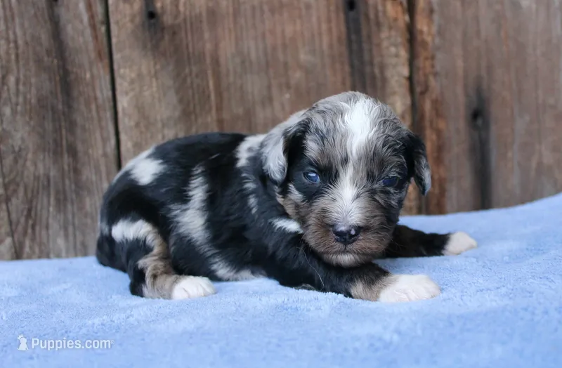 Jaxson – Miniature Aussiedoodle puppy for sale in Weir, MS