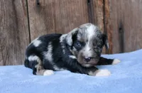 Jaxson, a male Miniature Aussiedoodle for sale in Weir, MS – 1 of 4