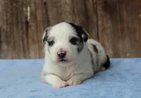 Ace, a male Miniature Australian Shepherd for sale in Weir, MS – 1 of 3