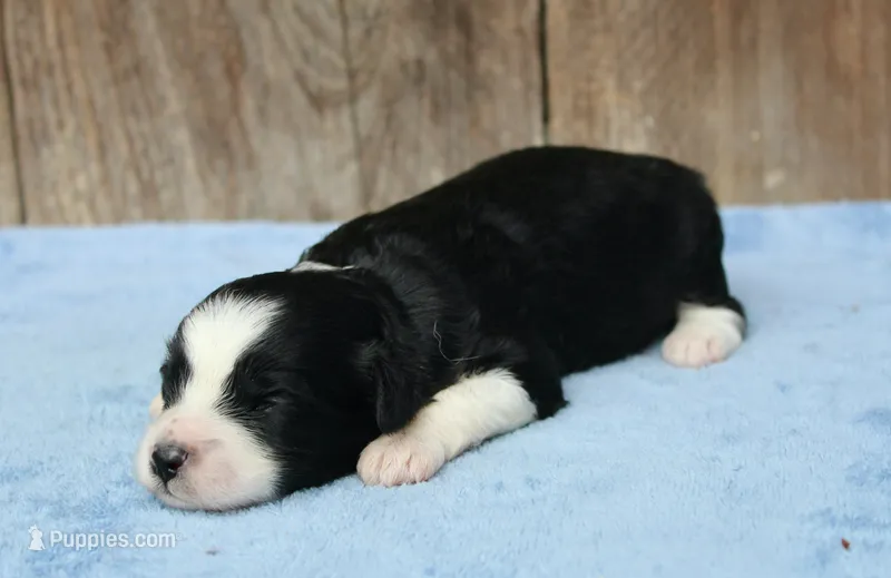 Cora (toy) – Miniature Aussiedoodle puppy for sale in Weir, MS