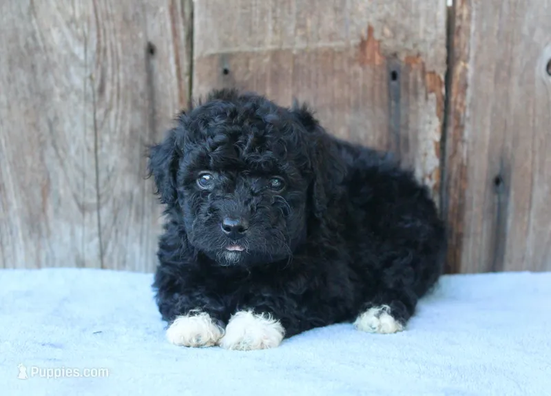 Elinor (toy) – Miniature Aussiedoodle puppy for sale in Weir, MS