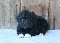 Elinor (toy), a female Miniature Aussiedoodle for sale in Weir, MS – 1 of 5