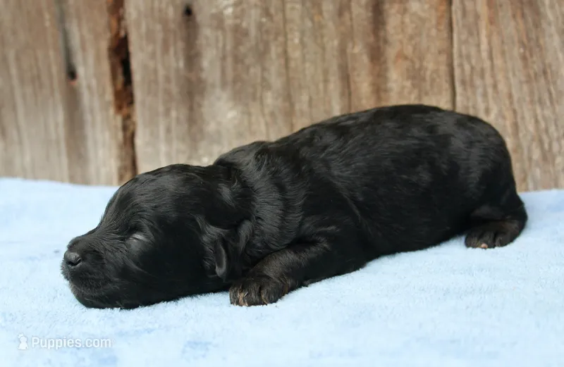 Colt (Toy) – Miniature Aussiedoodle puppy for sale in Weir, MS