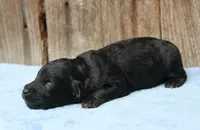 Colt (Toy), a male Miniature Aussiedoodle for sale in Weir, MS – 1 of 2