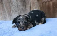 Aspen, a male Toy Australian Shepherd for sale in Weir, MS – 2 of 3