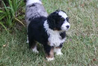 Kadin, a male Miniature Aussiedoodle for sale in Weir, MS – 2 of 6