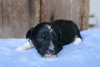 Janise, a female Miniature Aussiedoodle for sale in Weir, MS – 4 of 5